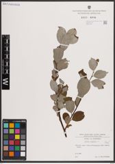 Foto von Salix caprea L.